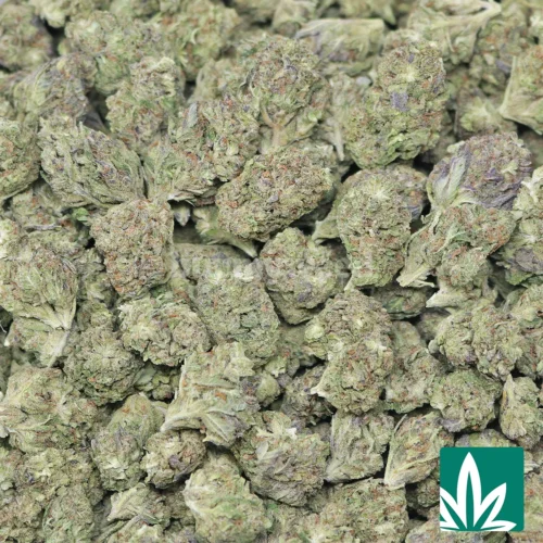 Pink Guava - 2
