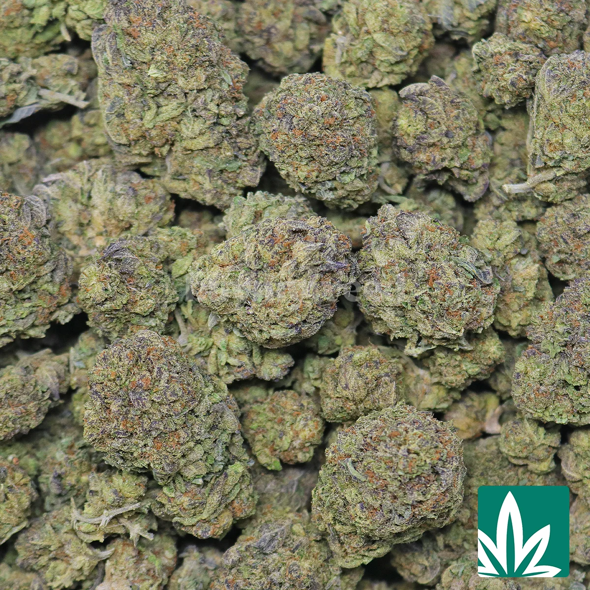 Russian Cream-2