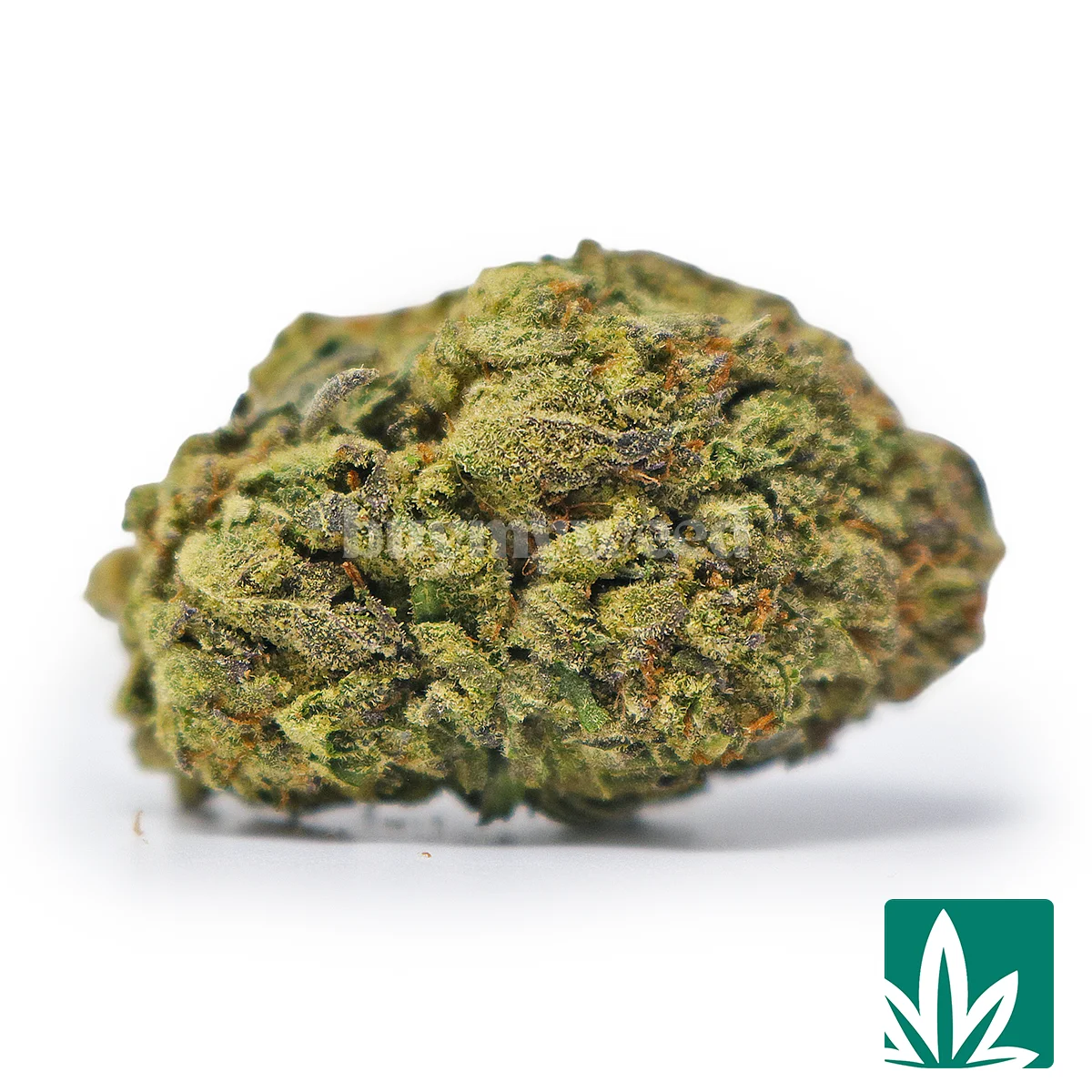 Russian Cream-1