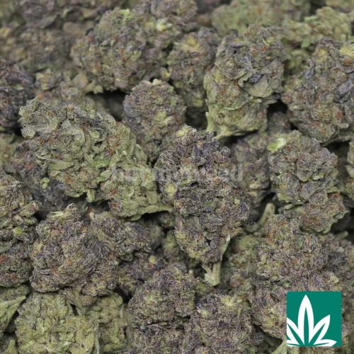 Black Truffle - 2
