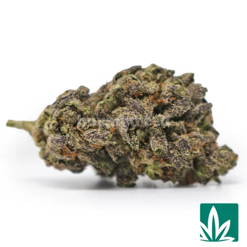 Black Truffle - 1
