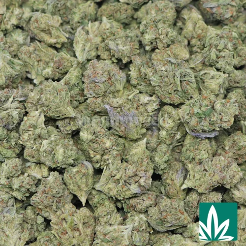 Chemdawg Strain - 2