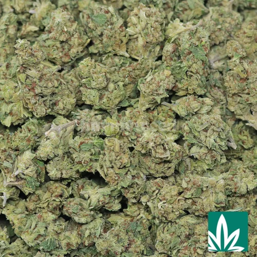 Cherry Diesel Strain - 2