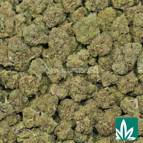 Cream Brulee Strain - 2