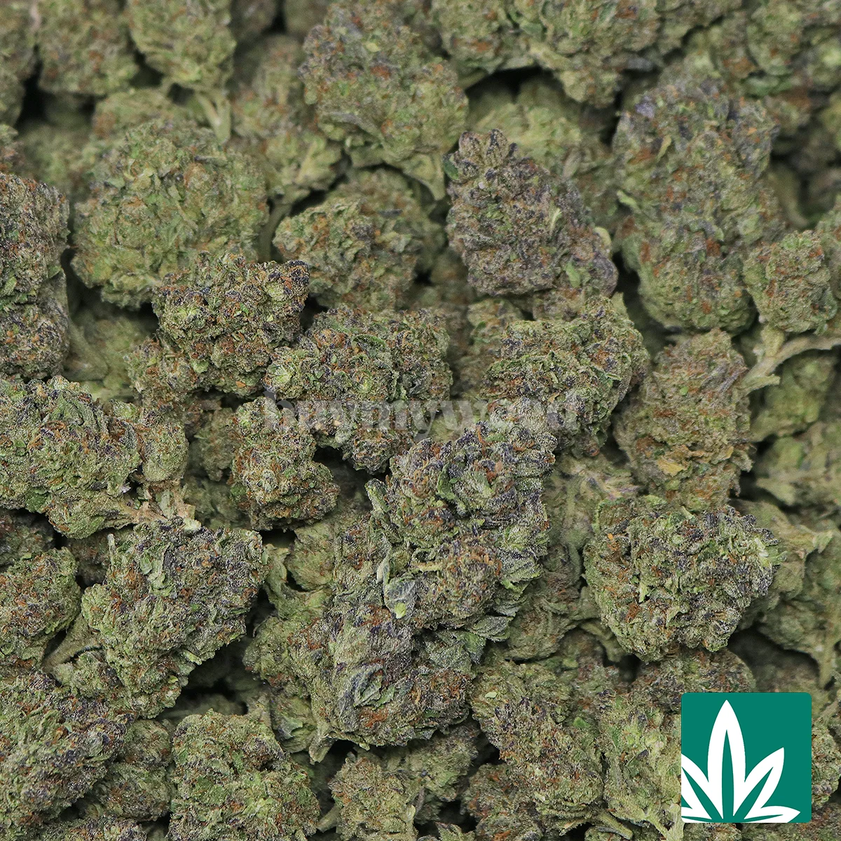 Kush Mintz - Image 2
