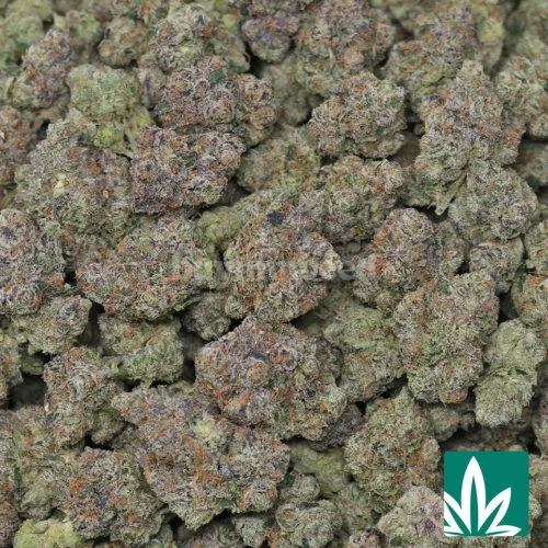Exotic LCG Strain - 2