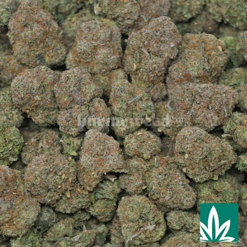 Gelato Gusher Strain -2