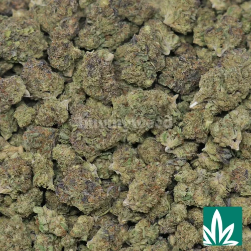 Government Oasis Strain - 2