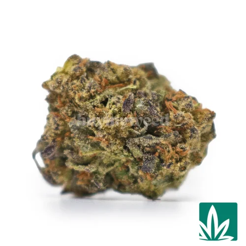 GOA Smalls Strain -1