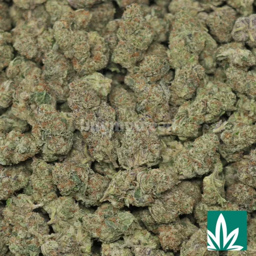 Icy Pop - Medium - 2