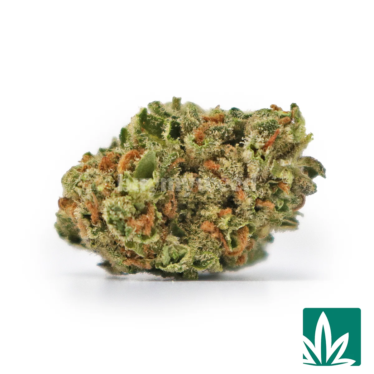 Jelly Donut Smalls - 1