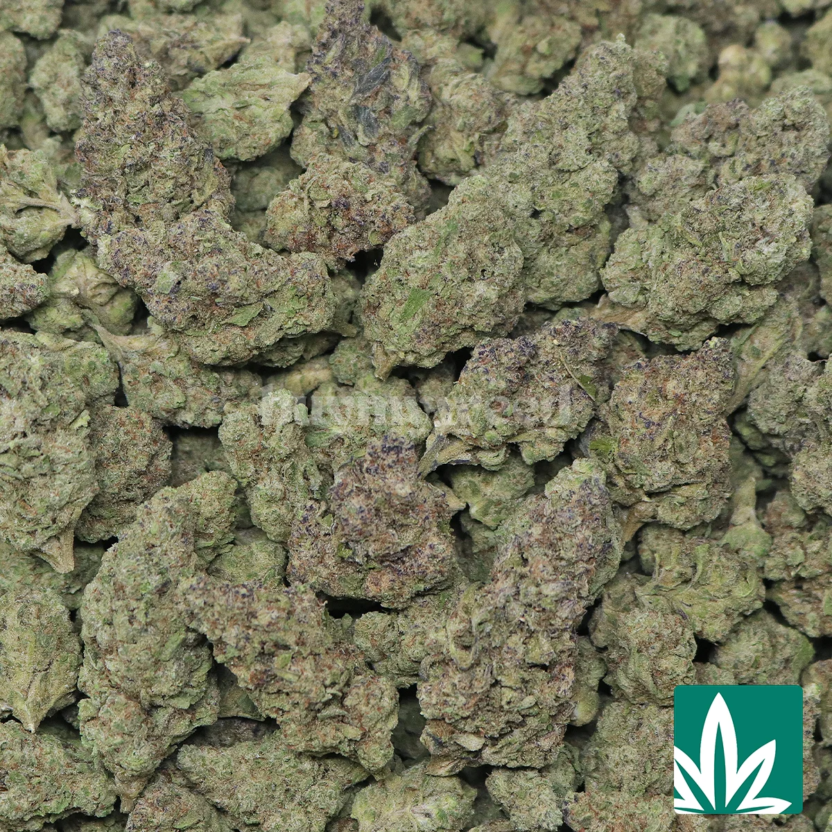 Pound Cake Strain -2
