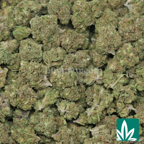 Sour Bubbles Strain - 2