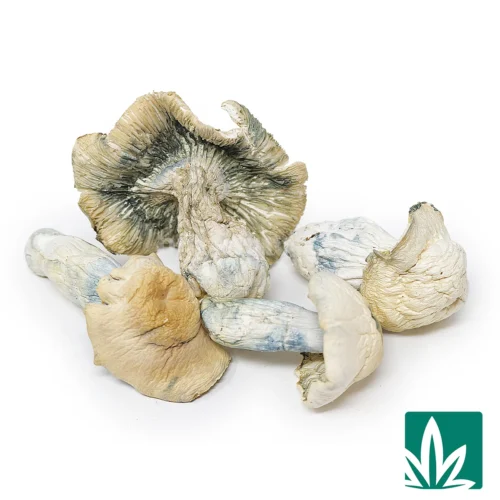 Albino Bluey Vuitton Strain -2