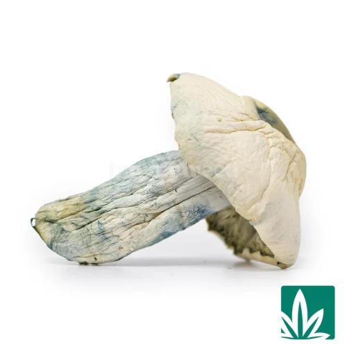 Albino Bluey Vuitton Strain -1