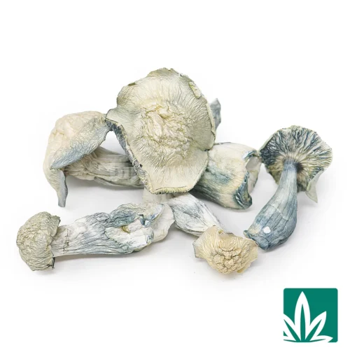Albino Mkilla Gorilla Strain -2