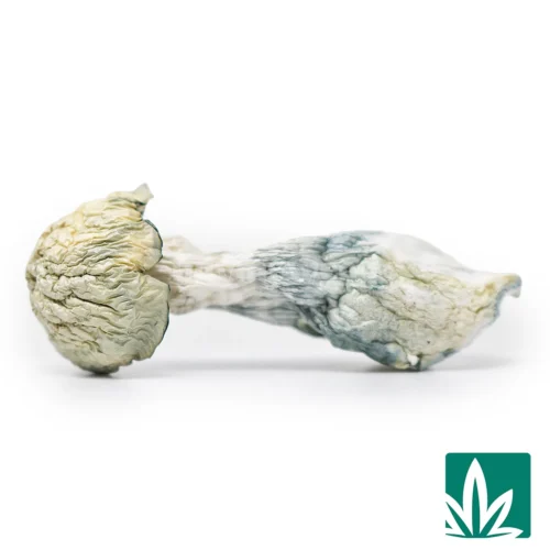 Albino Mkilla Gorilla Strain -1