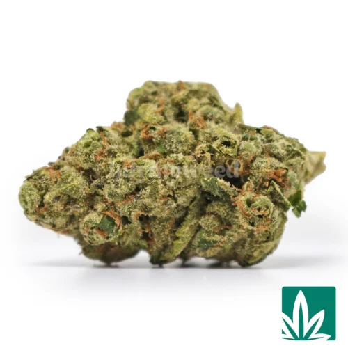Blue Z Strain -1