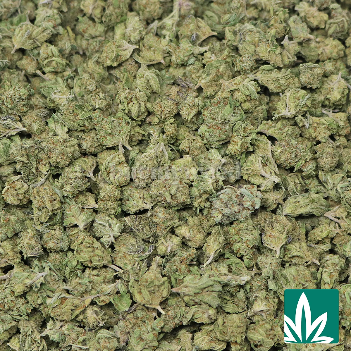 Chopper Smalls Strain - 2