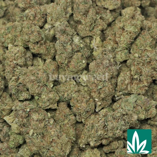 Faxon Strain - 2