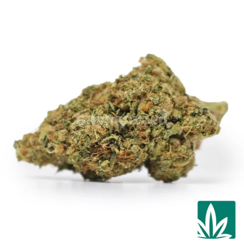 Faxon Strain - 1