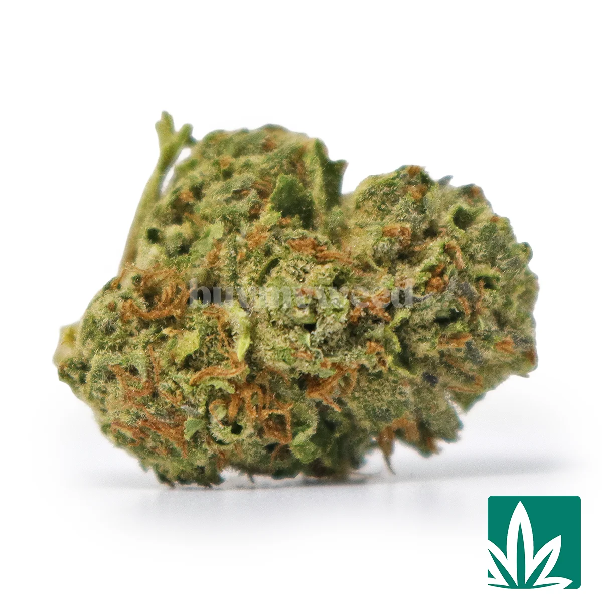 Gelato 33 Strain -1