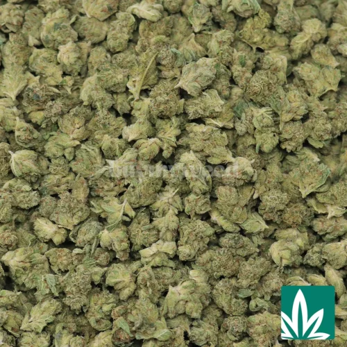 GG4 Smalls Strain -2