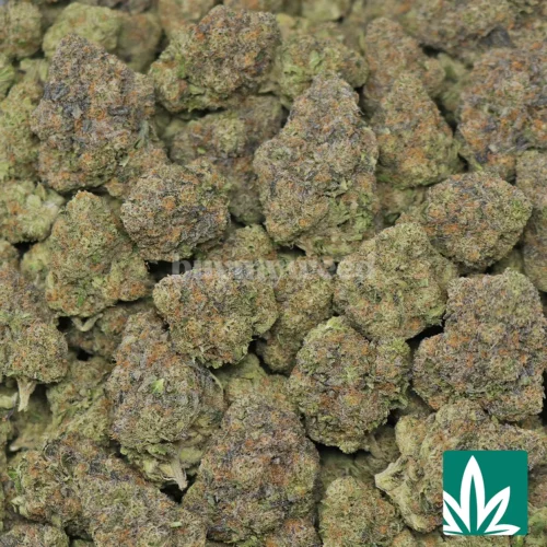 Gelato Cake Strain -2
