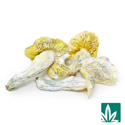 Golden Teacher Strain -2