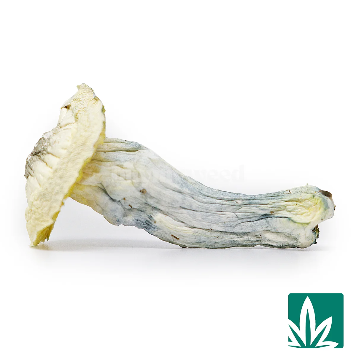 Golden Teacher Strain -1
