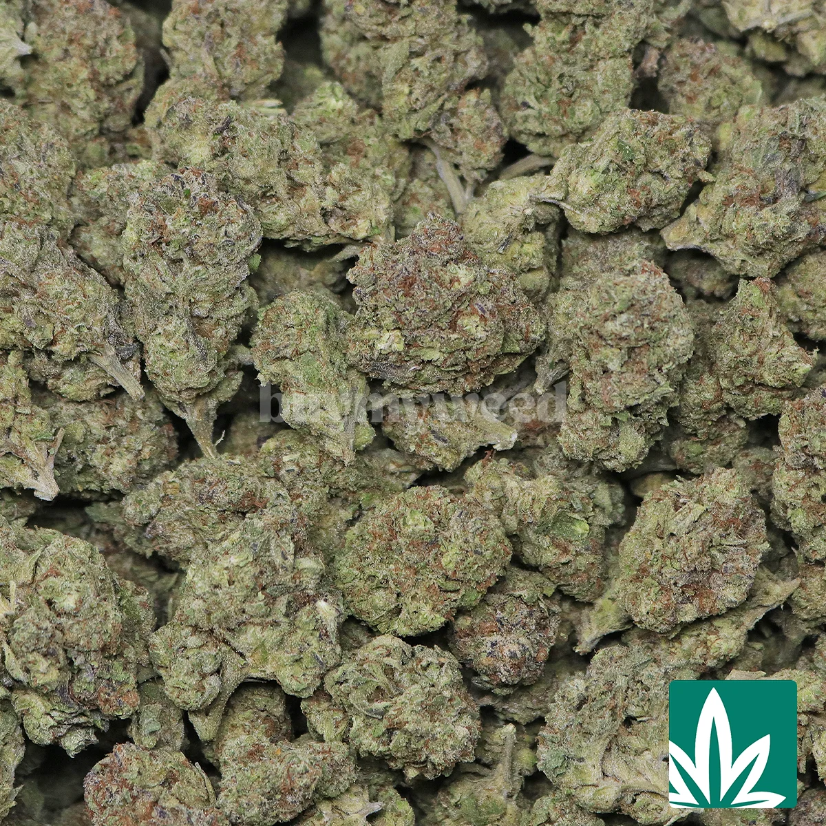 Gush Mintz Strain - 2