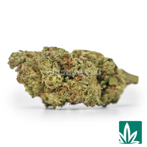 Gush Mintz Strain - 1