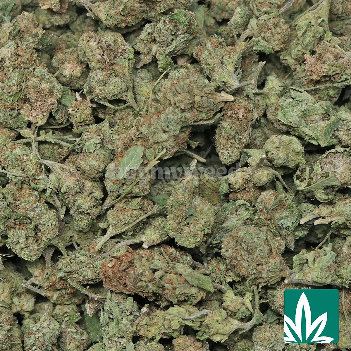 Lava Cake Strain -2
