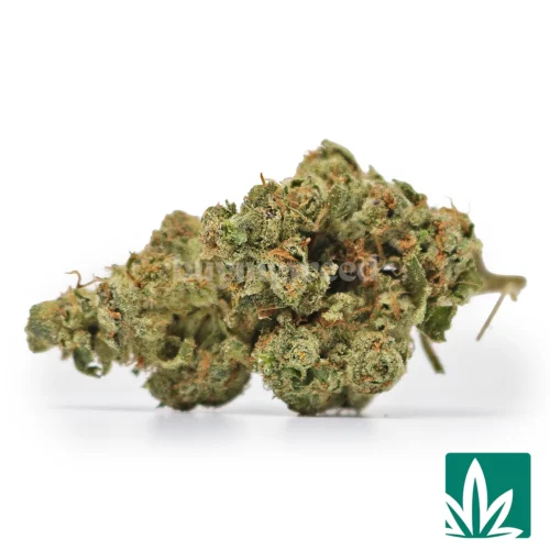 Lava Cake Strain -1