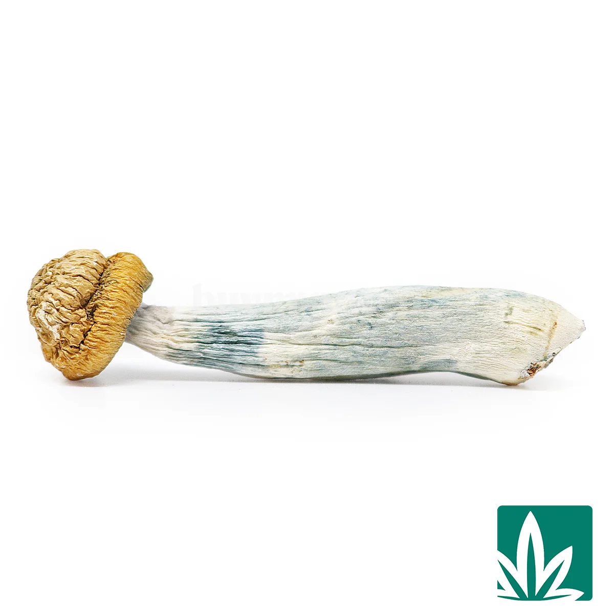 Black Friday Shroom 2 OZ Deal - Image 2