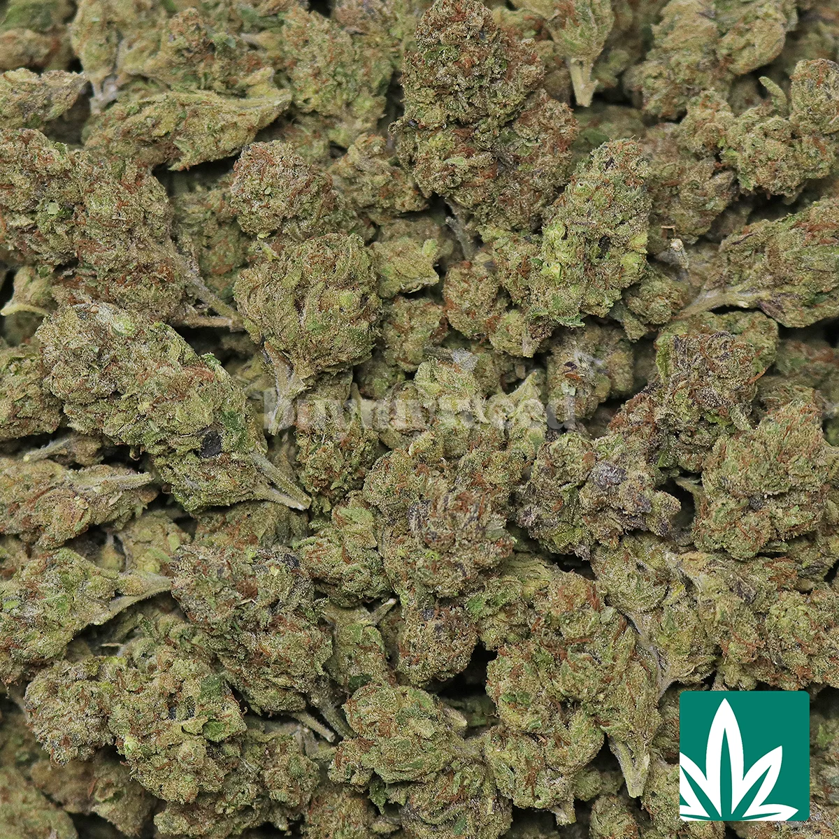 Runtz Mode Strain - 2