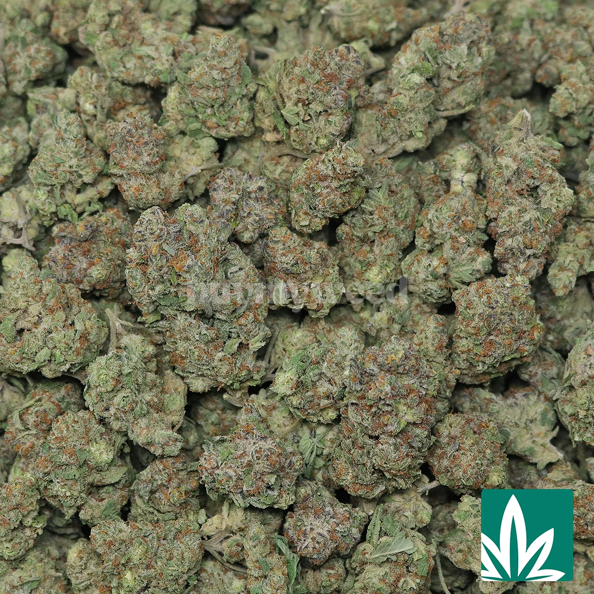 Space Station Strain -2