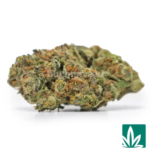 Space Station Strain -1