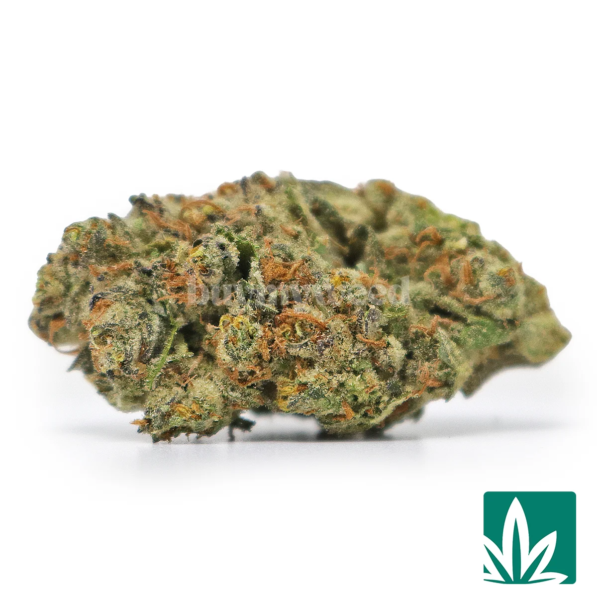 Space Station Strain -1