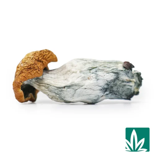 Tidal wave Strain -1