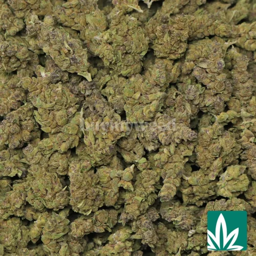 Tropical Punch Strain - 2