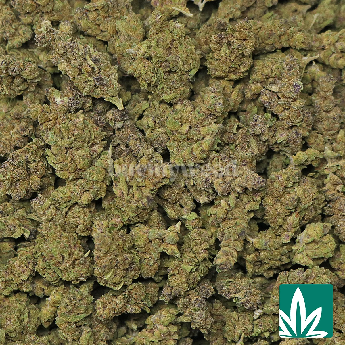 Tropical Punch Strain - 2