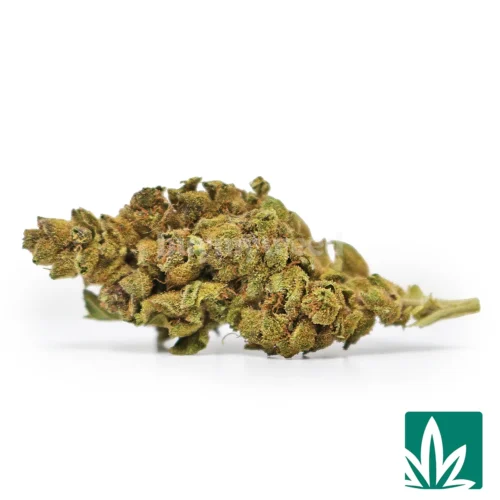 Tropical Punch Strain - 1