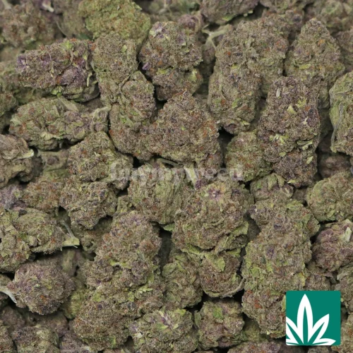 Tropicana Strain - 2