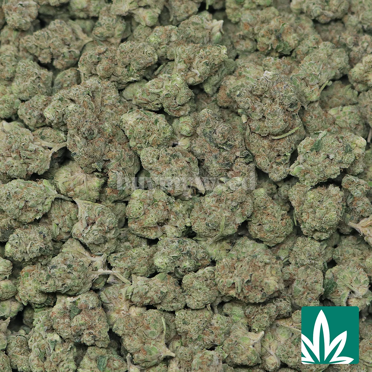 Wedding Cake Strain -2