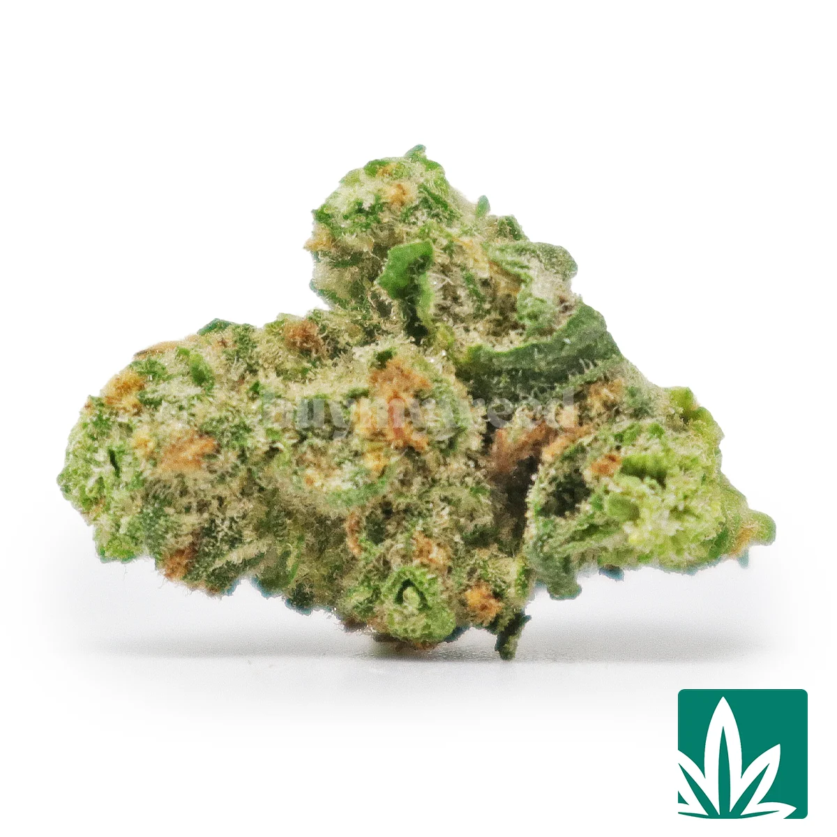 Blueberry Fuego 'Smalls'