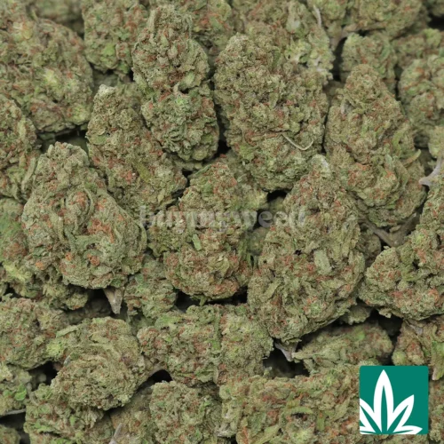 Blue Daydream Strain - 2