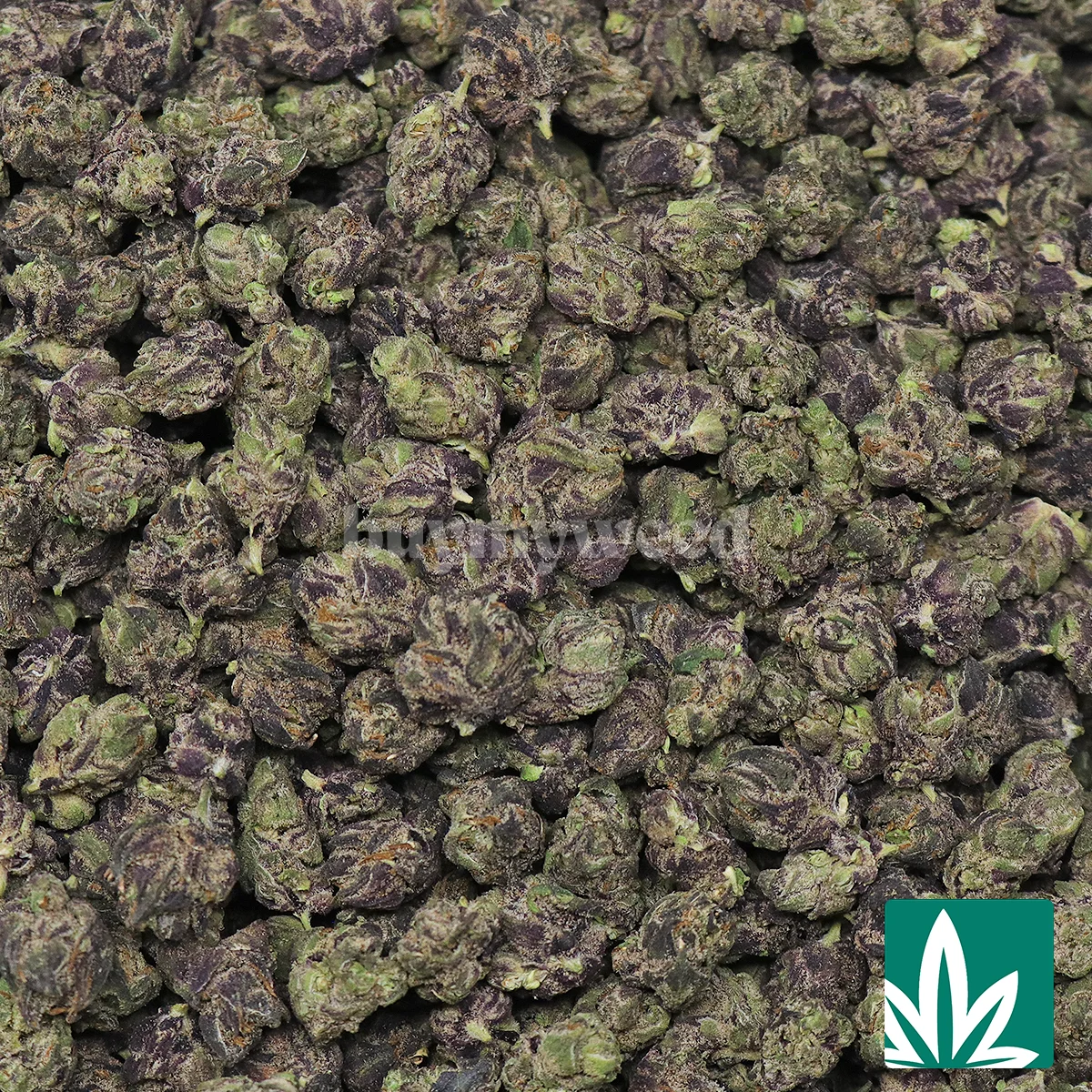 Candy Fumez Smalls Strain - 2