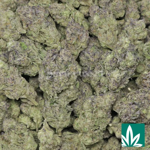 Gelato Cake Strain - 2