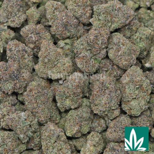 Gelato Runtz Strain - 2
